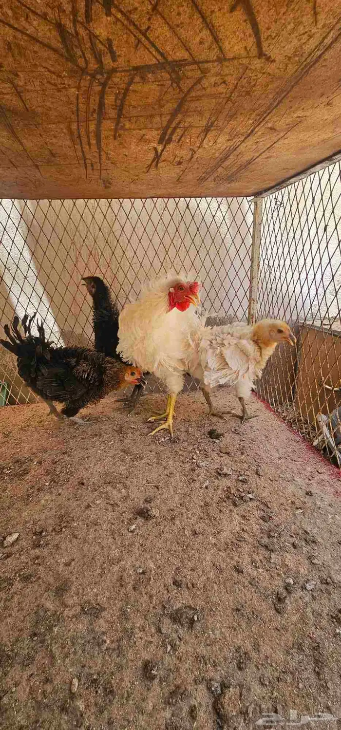 عرض دجاج 1