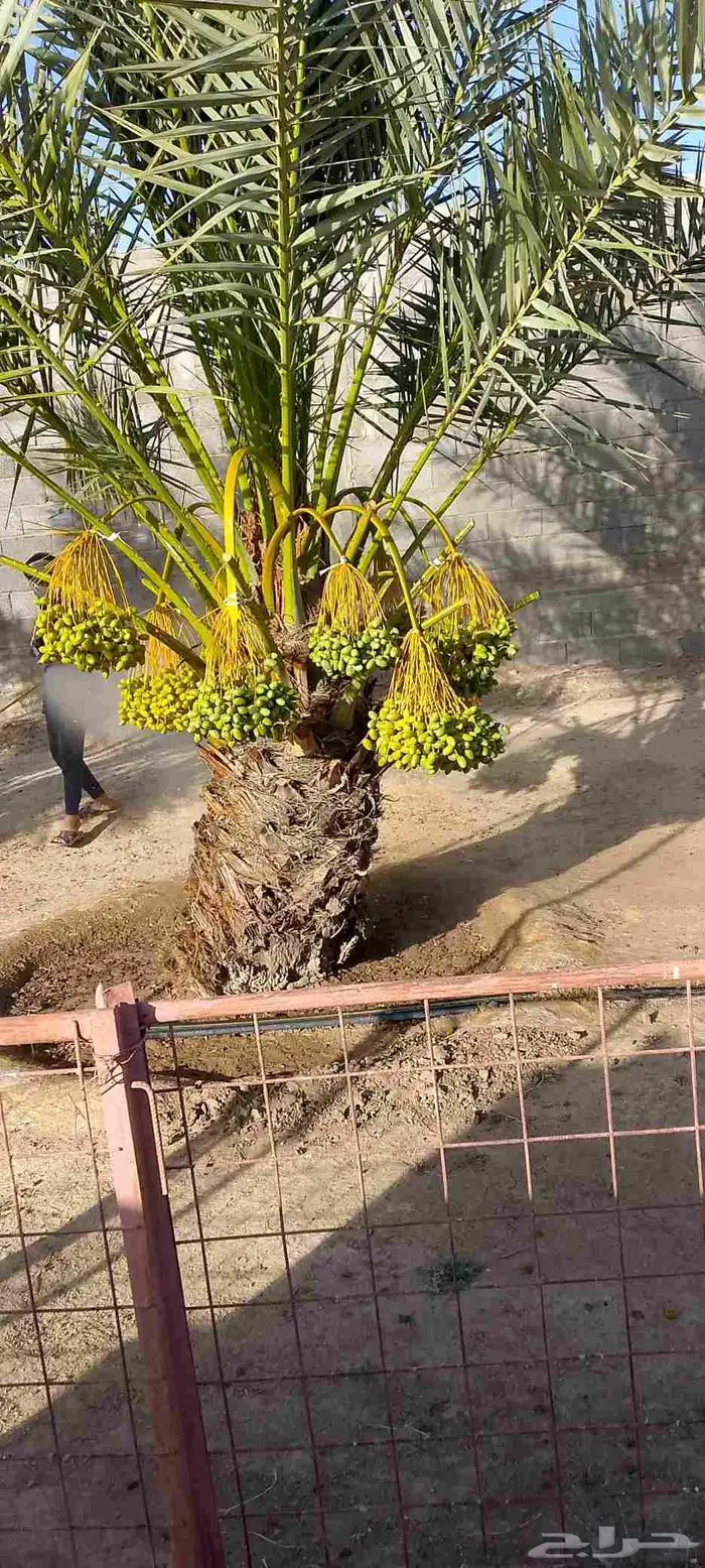 توريد نخل بيشه خيبر تثليث 5