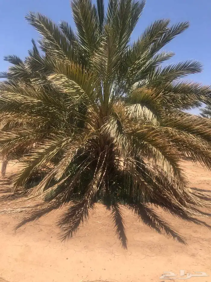 نخل اخلاص مثمر فسائل ونقايل 5