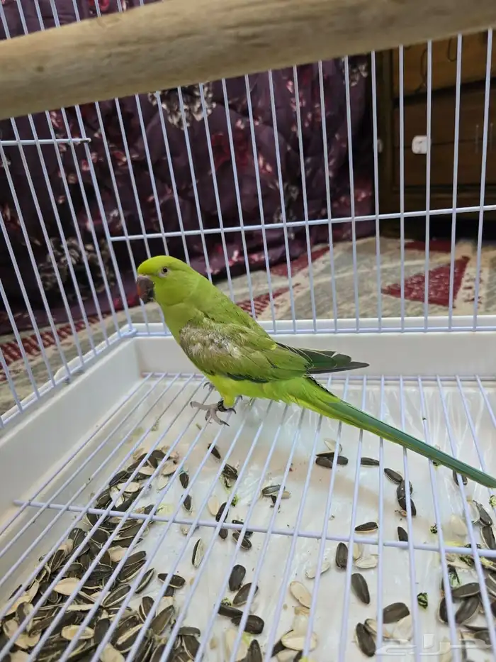 بغبغاء الدره 3