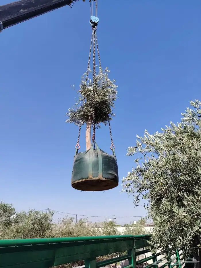 يوجد لديناء أشجار زيتون معمره ومحضن 5