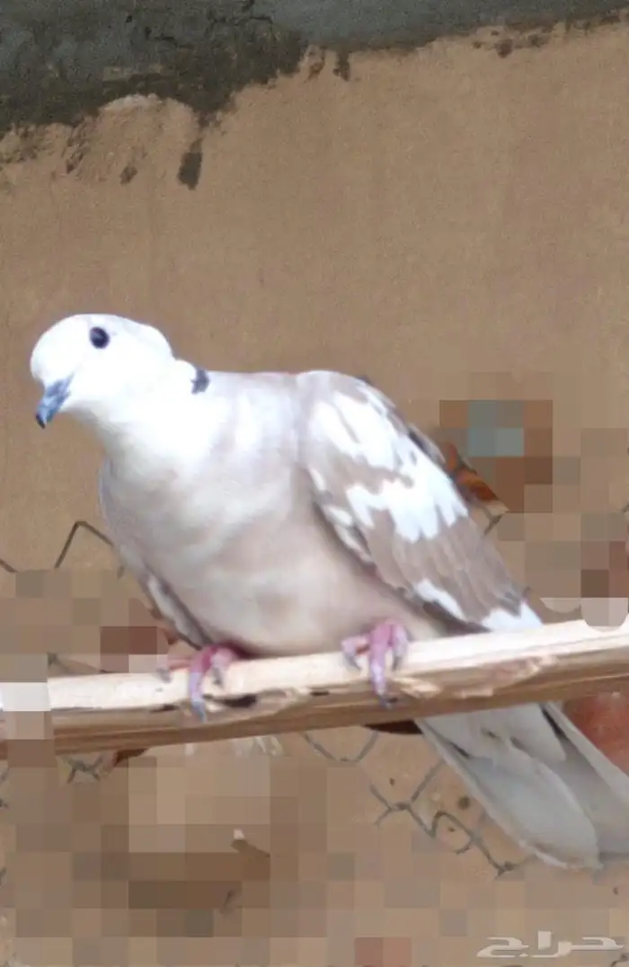 يمام ياكريم هولندي منتج 1