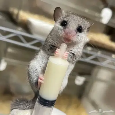 سناجب قزمه صغيره توها مفطومه غايت كل مربي 7