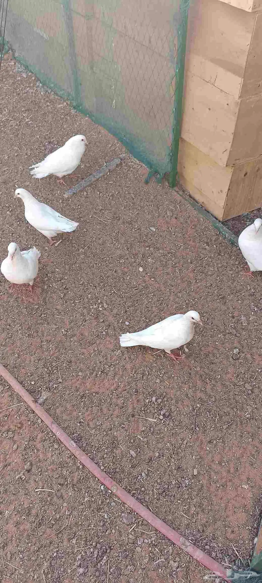 حمام فرنسي نوعية ممنازه 1