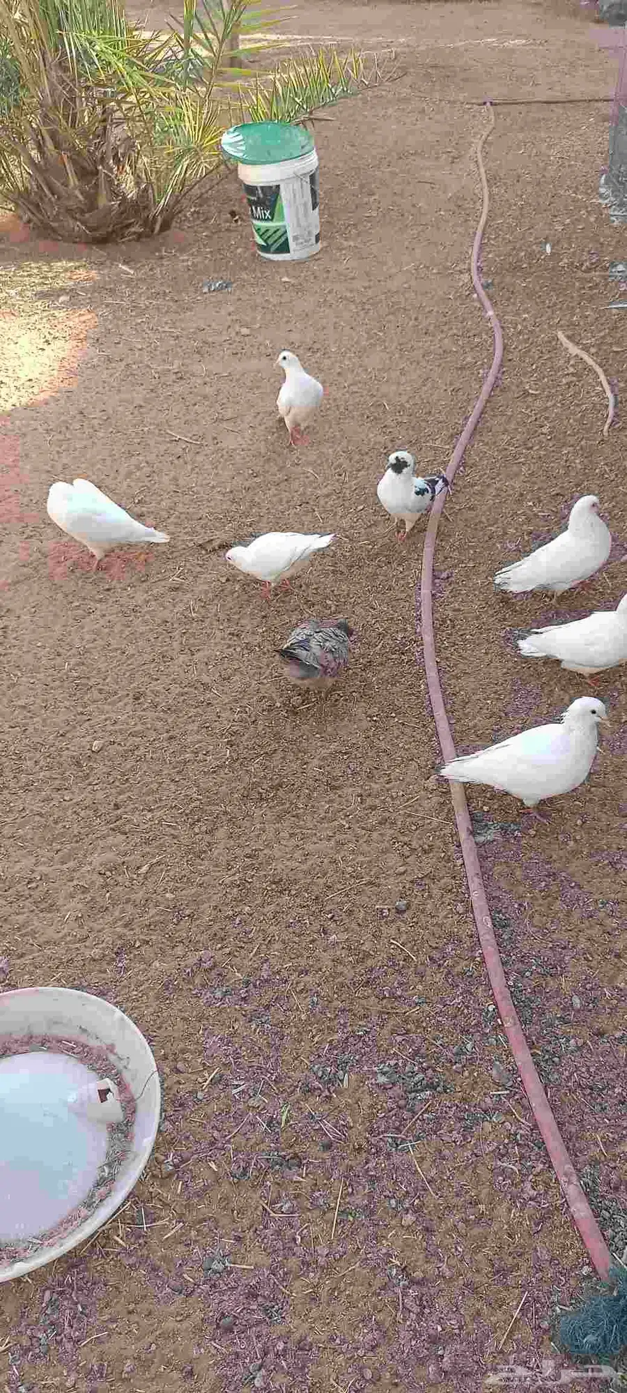 حمام فرنسي نوعية ممنازه 2
