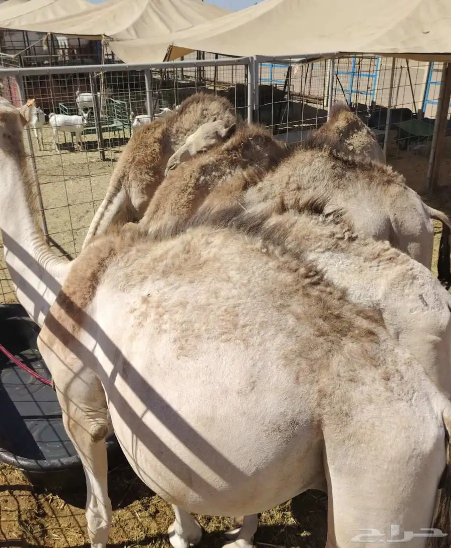 برابر وتيوس صوماليه سواكن   قعود 6