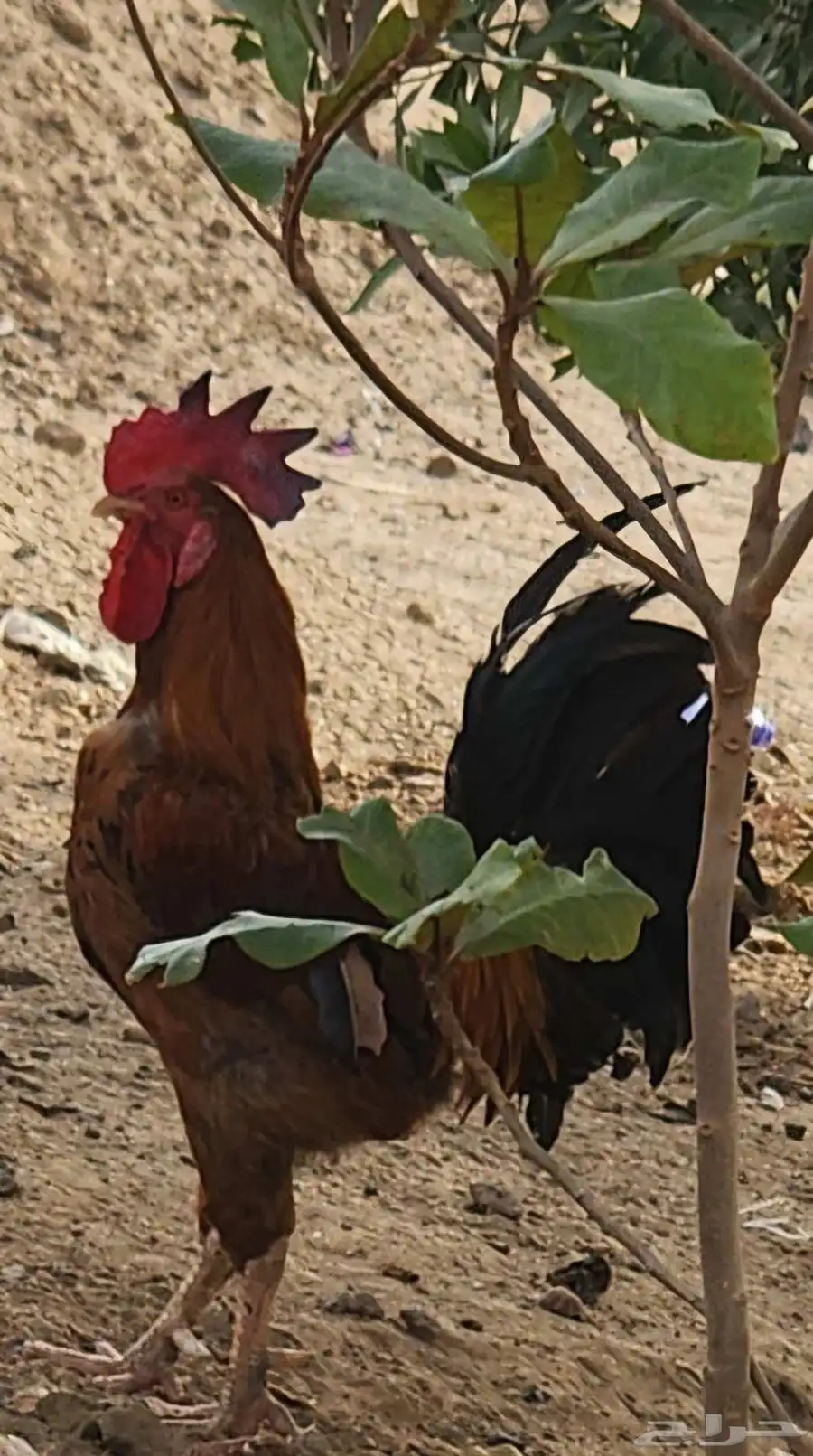ديك ودجاجة 0