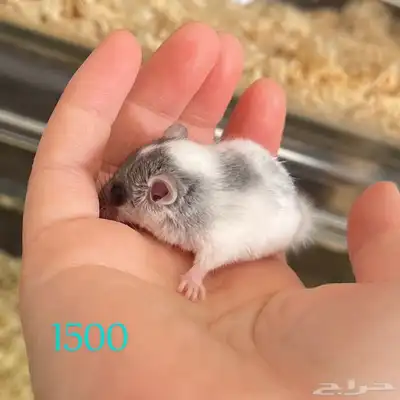 سناجب قزمه صغيره توها مفطومه غايت كل مربي 4