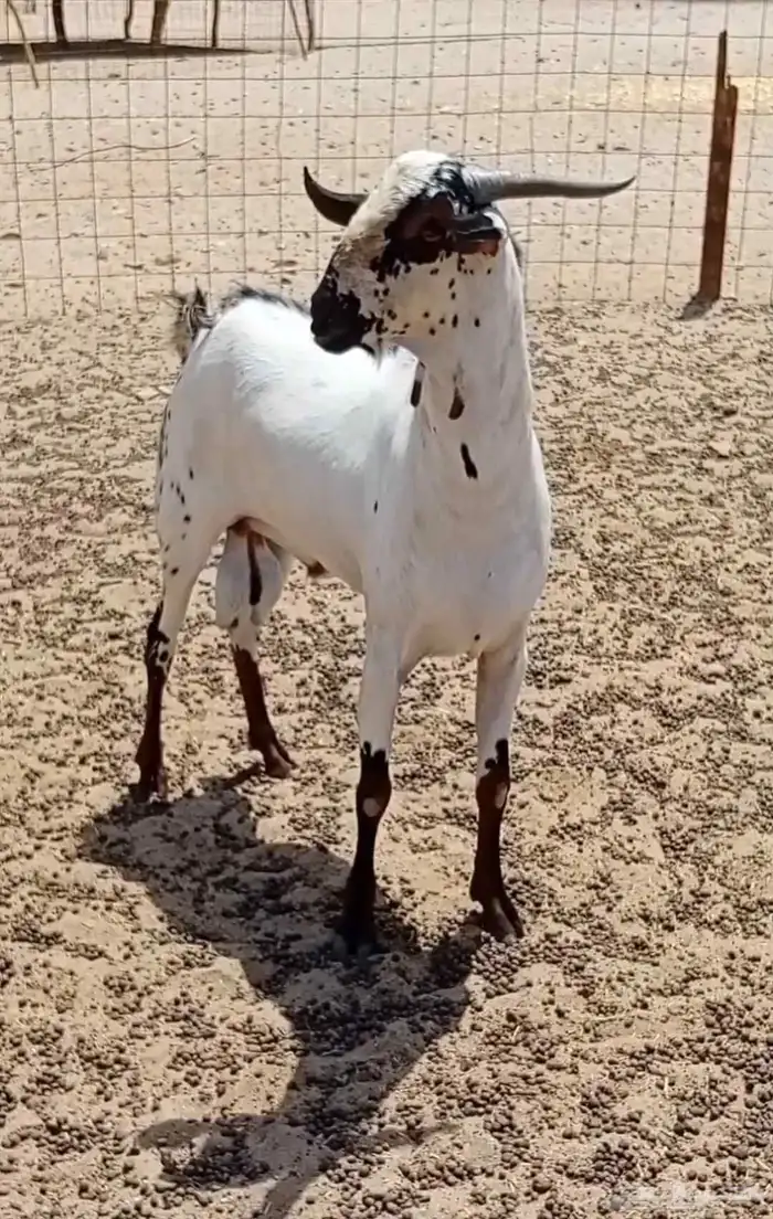 للبيع فحل بيشي صنف 4