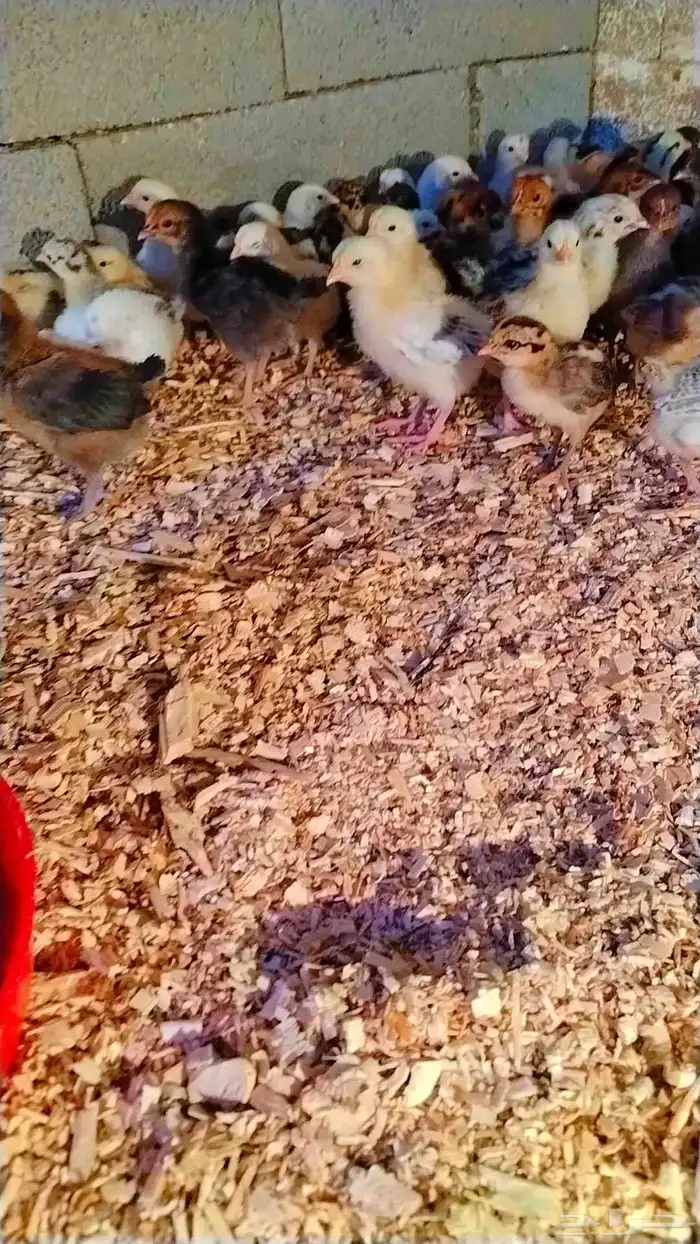 صوص بلدي مشاءالله الصحه 5