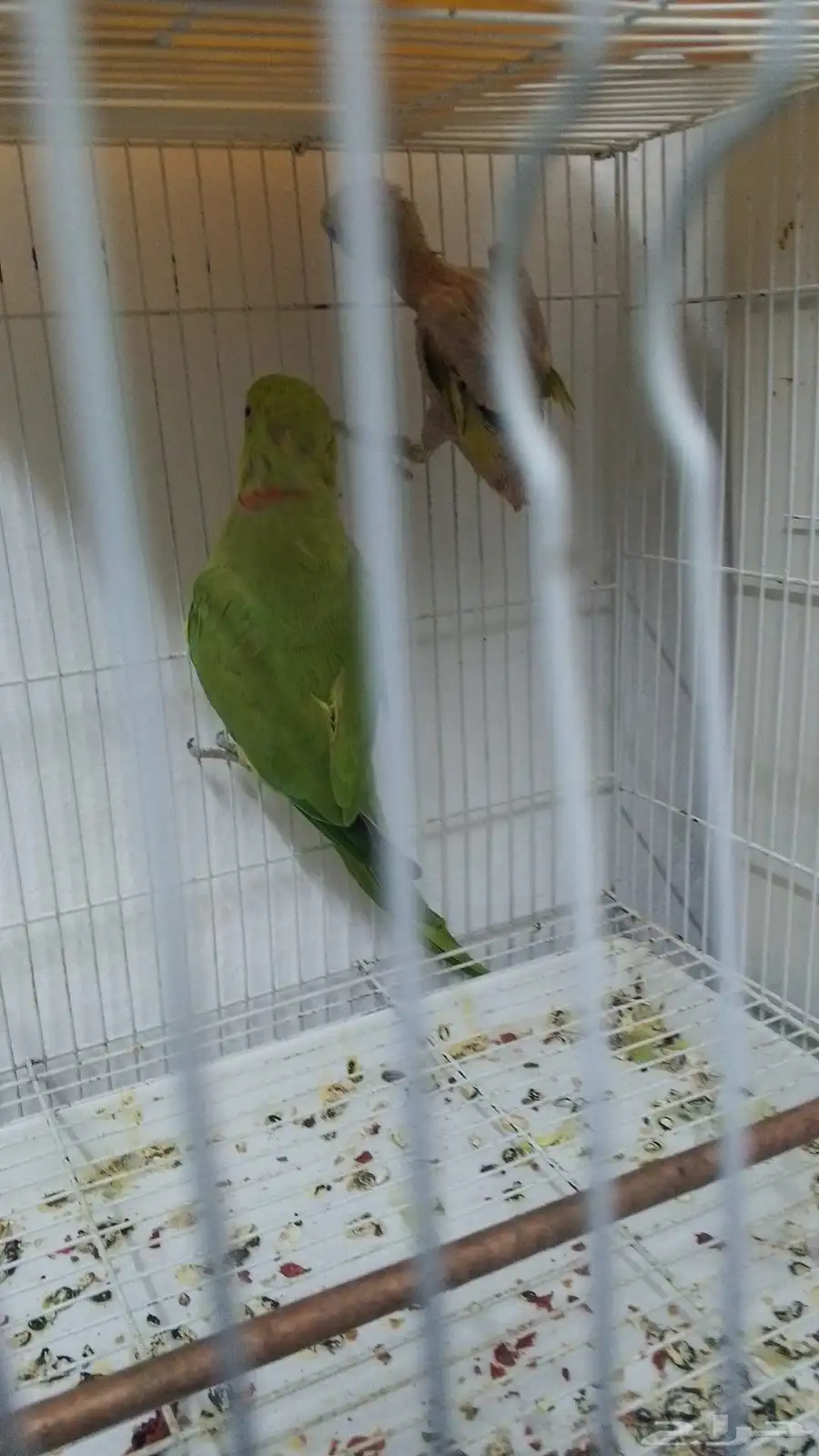 new 2025 my parrot sell 1
