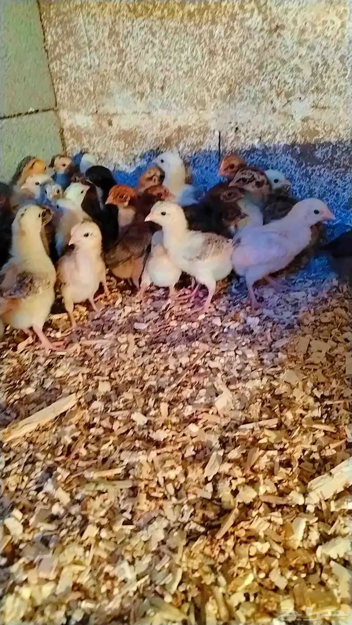 صوص بلدي مشاءالله الصحه 0