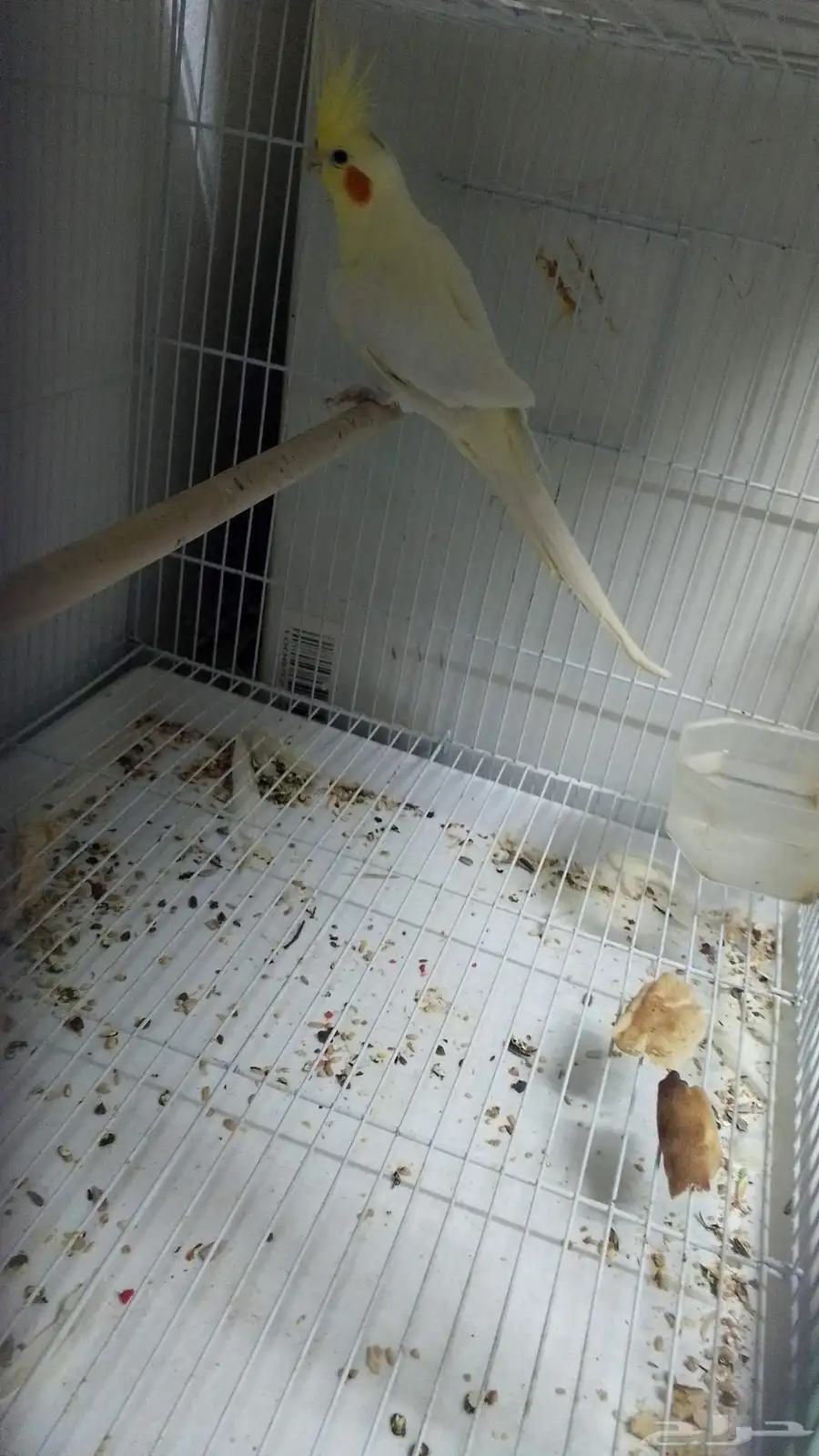 new 2025 my parrot sell 0