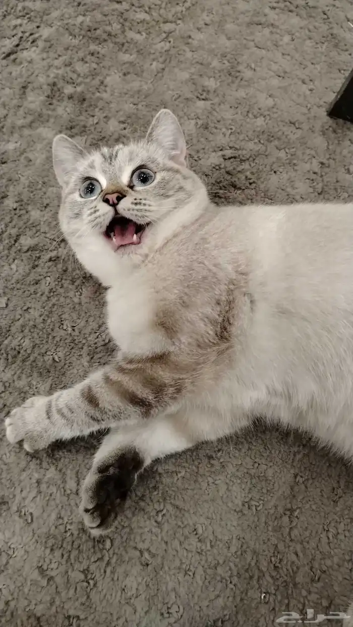 قطه ابوعريش بيع ب 400 مع جميع المستلزمات والاكل 1