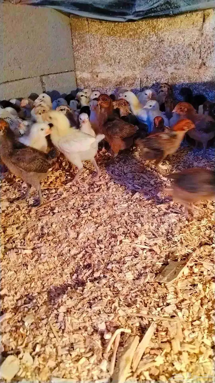 صوص بلدي مشاءالله الصحه 3