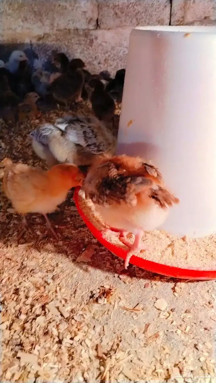صوص بلدي مشاءالله الصحه 2