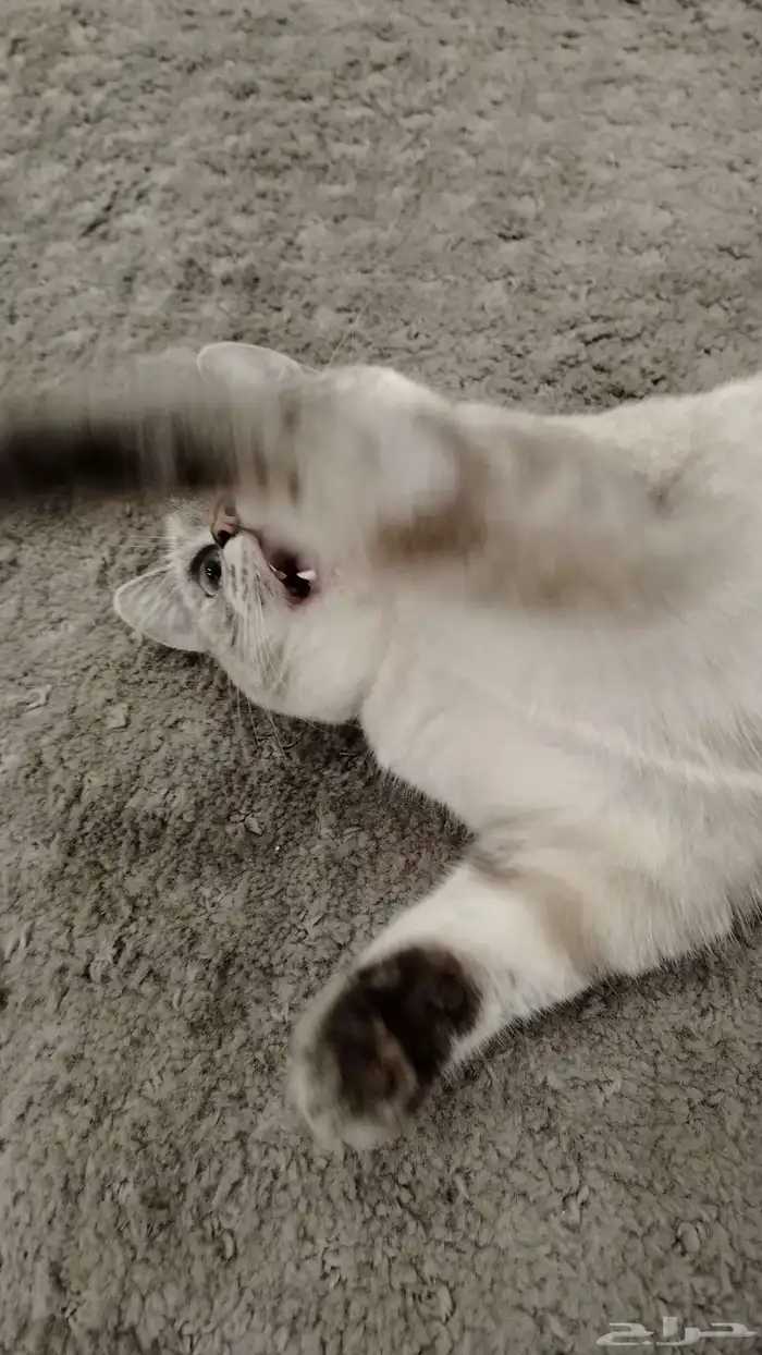 قطه ابوعريش بيع ب 400 مع جميع المستلزمات والاكل 0