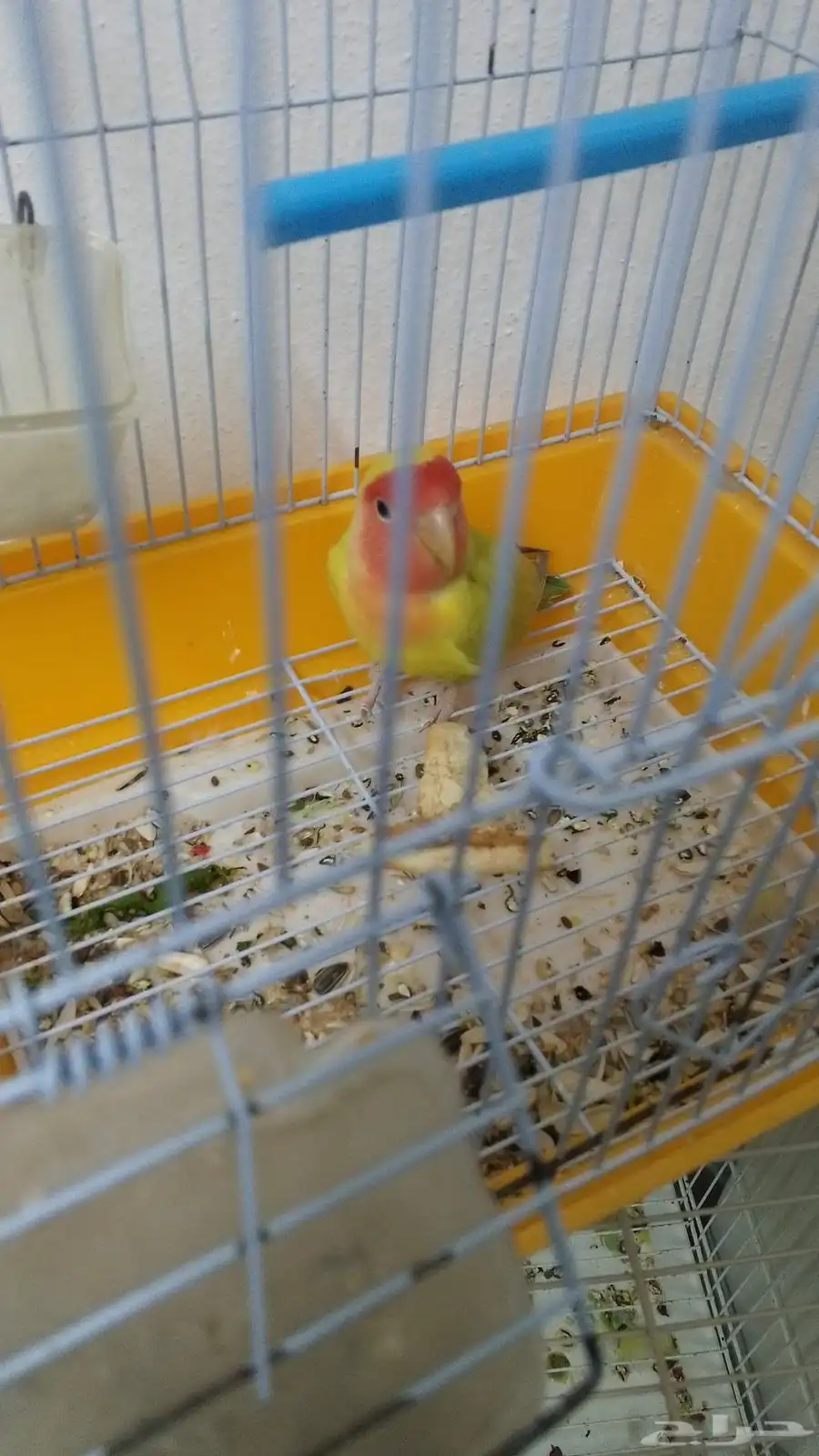new 2025 my parrot sell 2