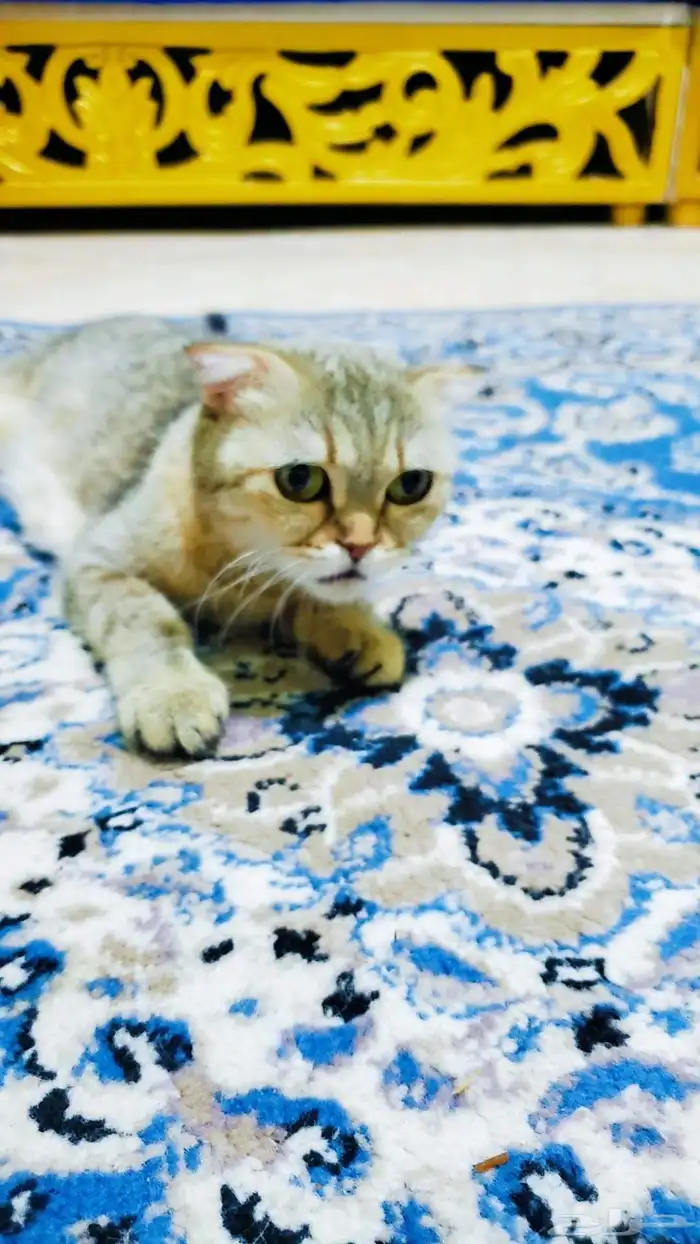 قطه للتبني... 1