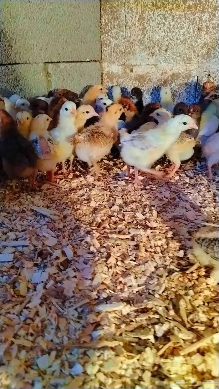 صوص بلدي مشاءالله الصحه 4