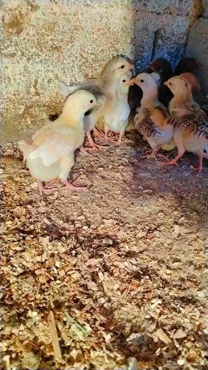 صوص بلدي مشاءالله الصحه 1