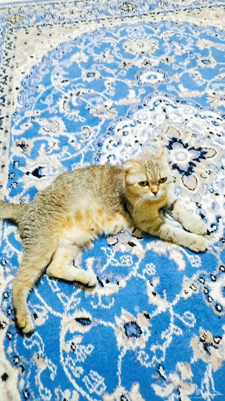 قطه للتبني... 0