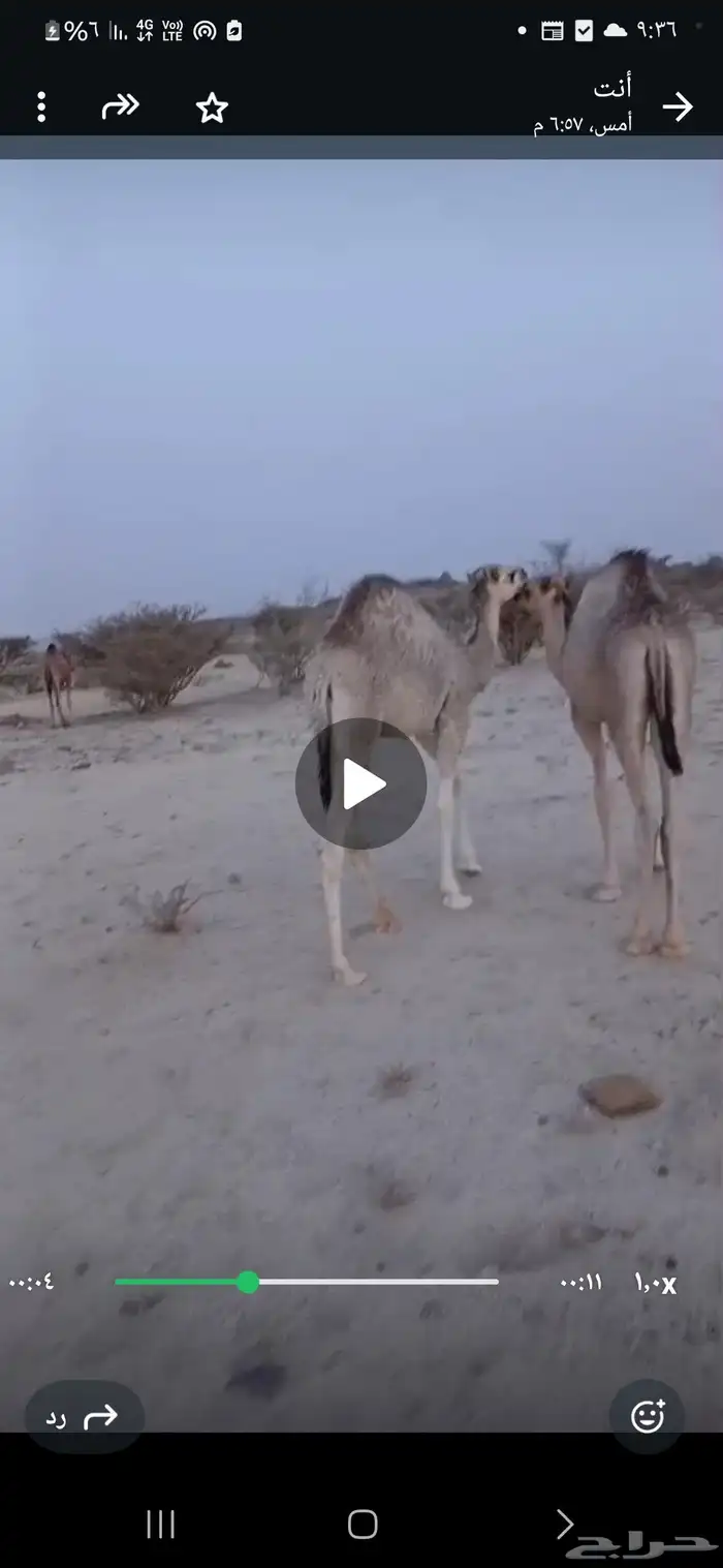 قعودين كفو على الحليب عمارها 5 شهور 0