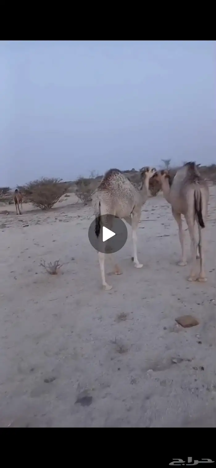 قعودين كفو على الحليب عمارها 5 شهور 1