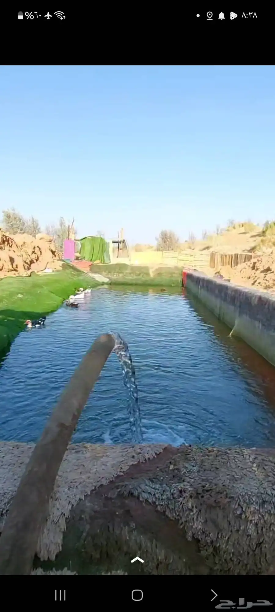 بط مشكل 1