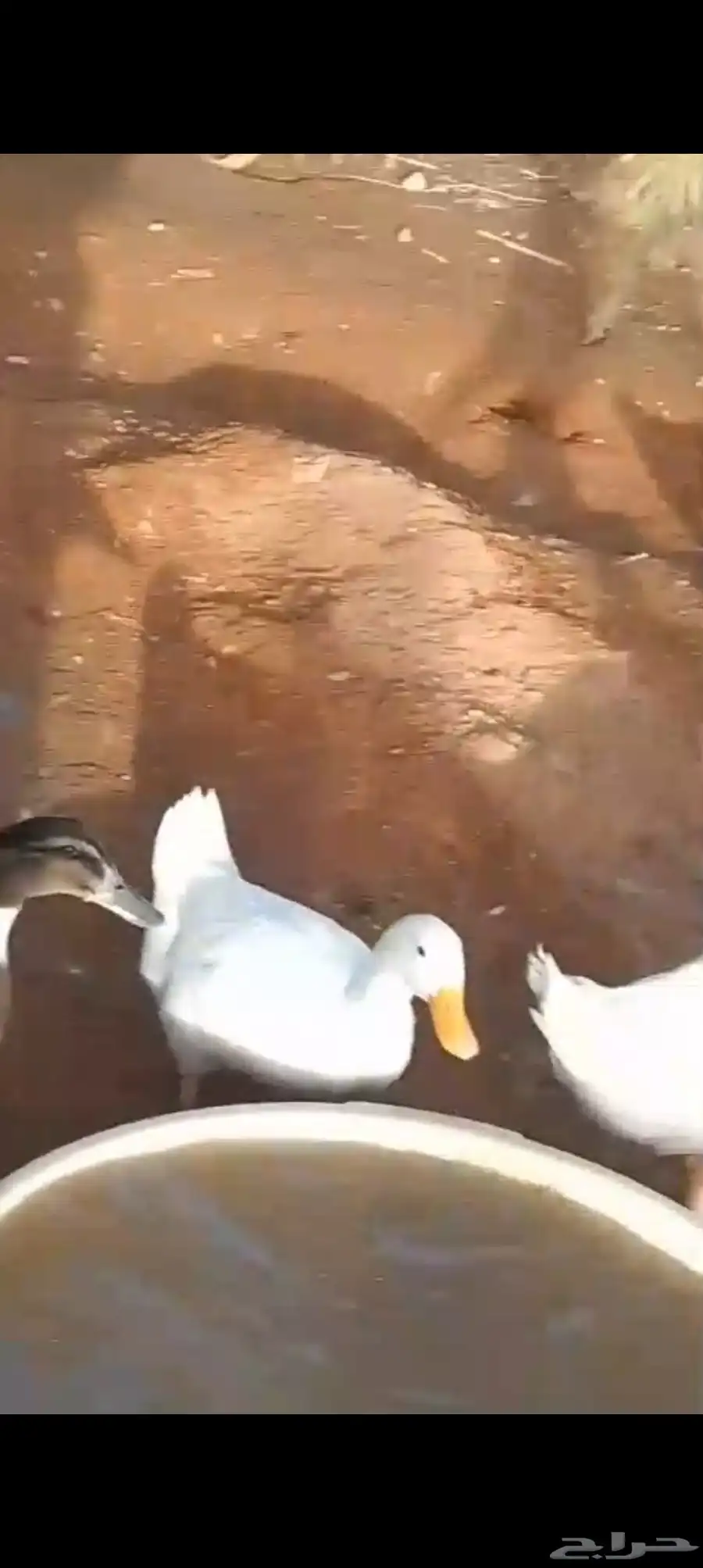 بط بكيني وبلدي ودجاج 3