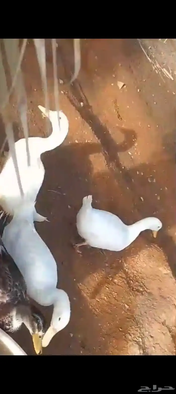 بط بكيني وبلدي ودجاج 2
