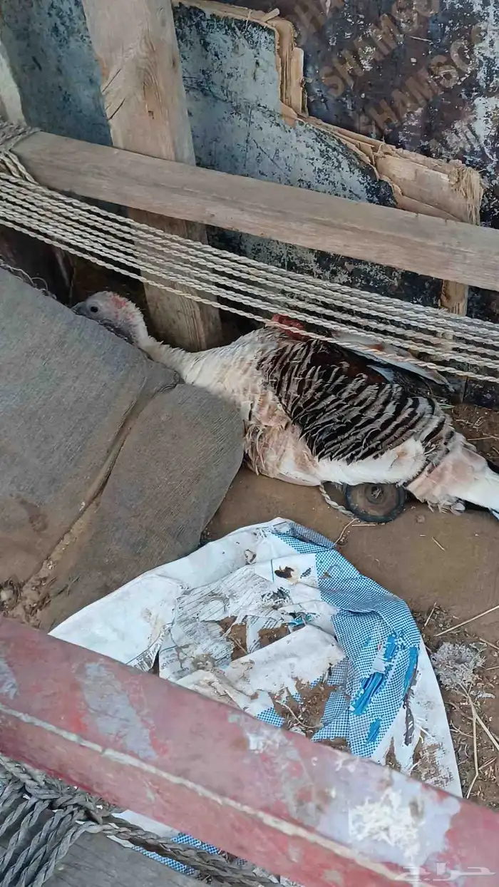دجاج رومي ذكر و 3 اناثي وفرخ 2