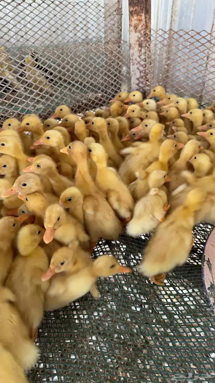 صوص بط بلدي وبكيني ودجاج رومي ودجاج براهما للبيع 0