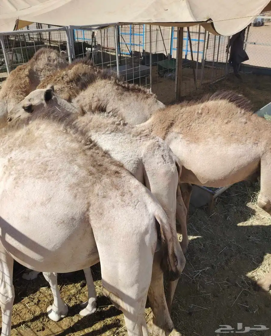 برابر وتيوس صوماليه سواكن   قعود 2