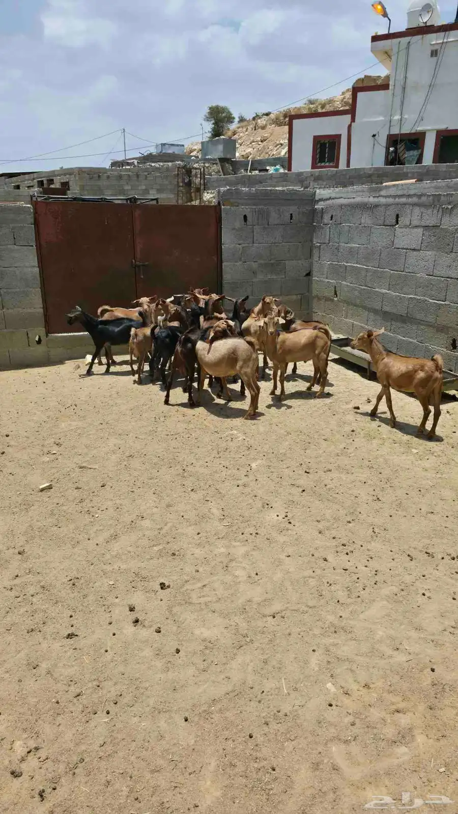 تيوس للبيع 5