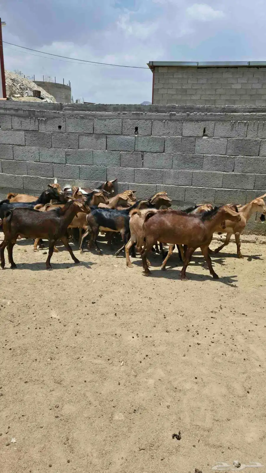 تيوس للبيع 3