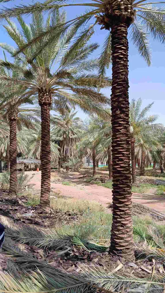 نخل للبيع 1