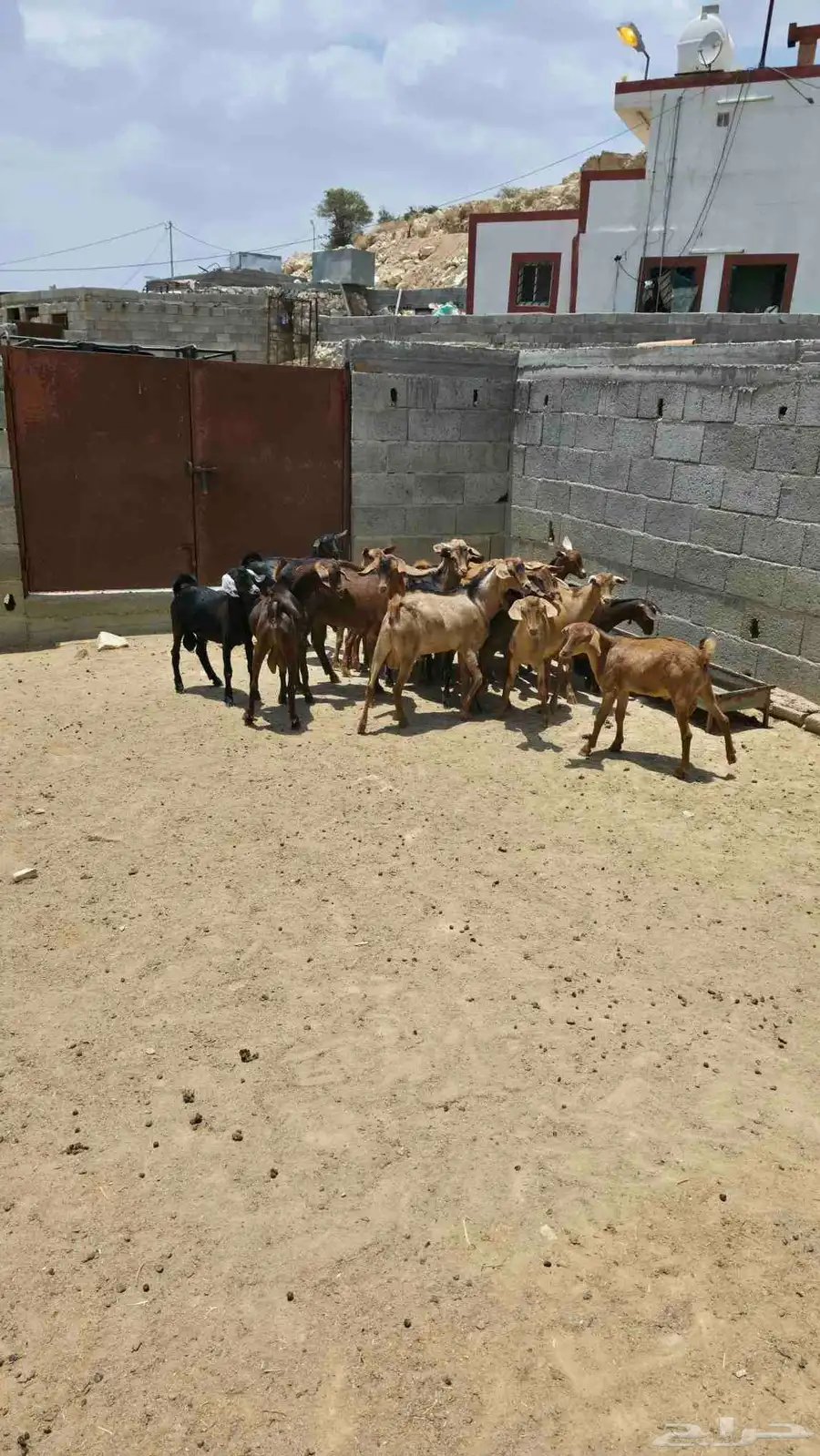 تيوس للبيع 4