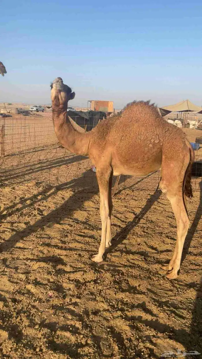 سواحل حمر عددها 8 فيها 4خلفات 6