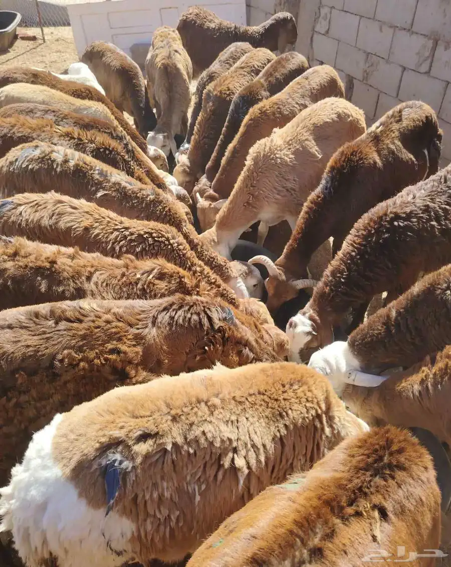 برابر وتيوس صوماليه سواكن   قعود 3