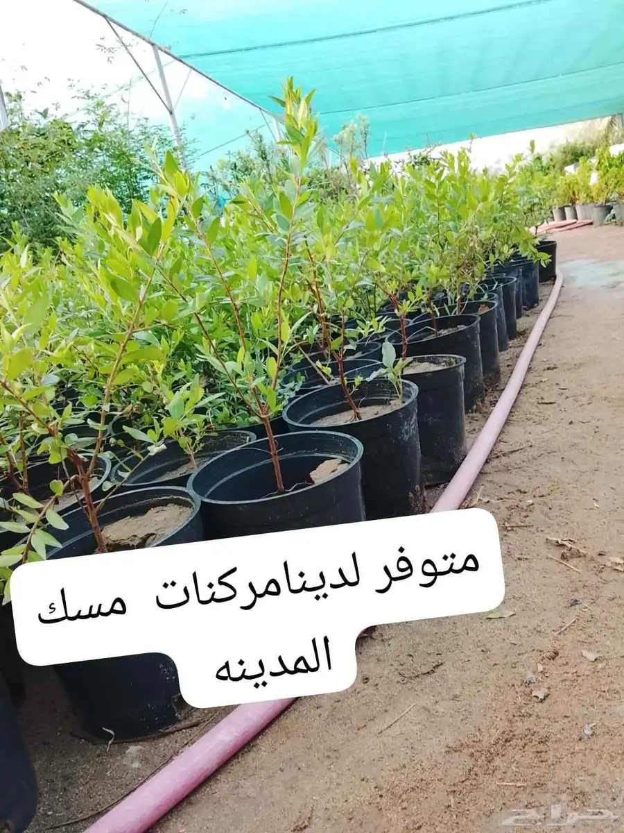 مشتل المزن 1