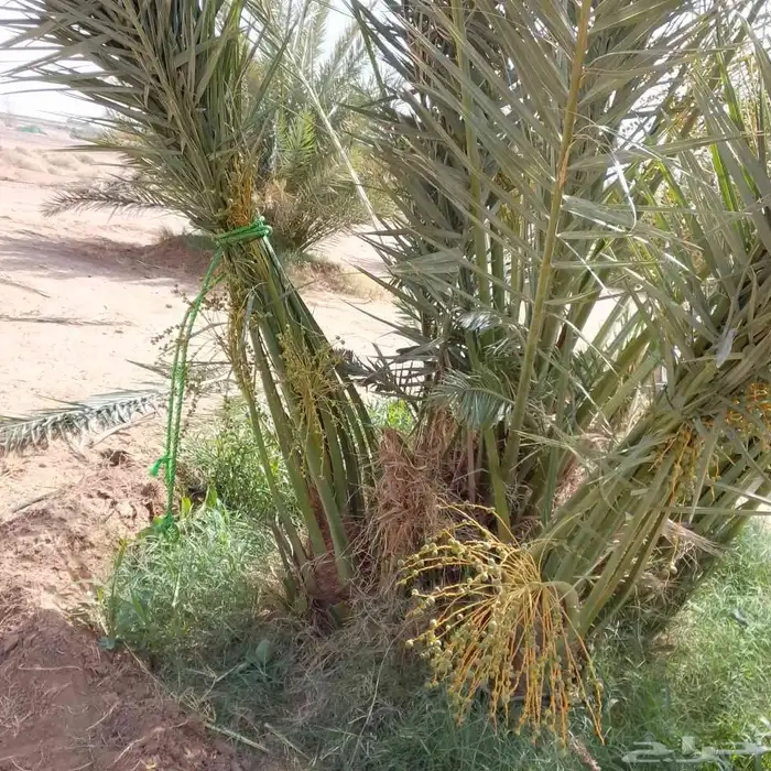 نخيل بجميع انواعه 8