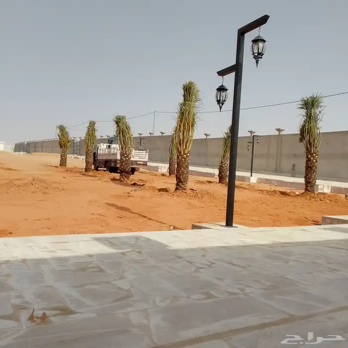 نخيل بجميع انواعه 4