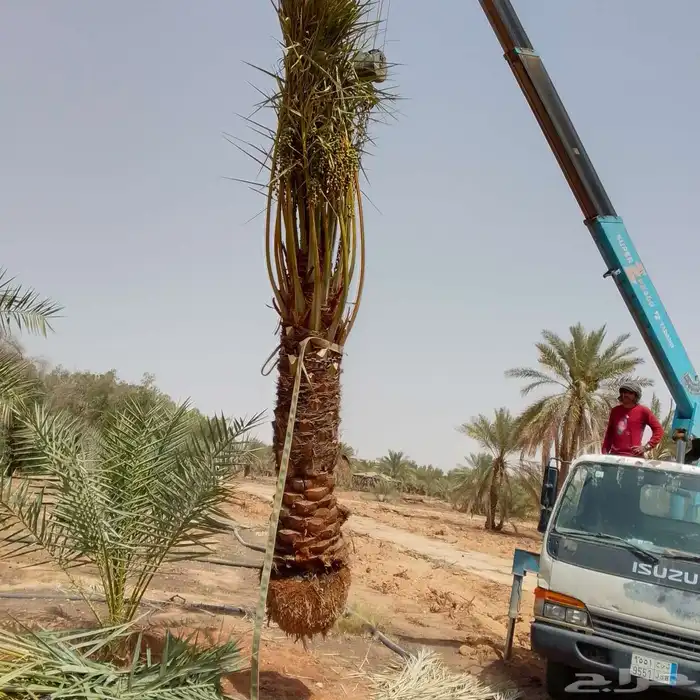 نخيل بجميع انواعه 5