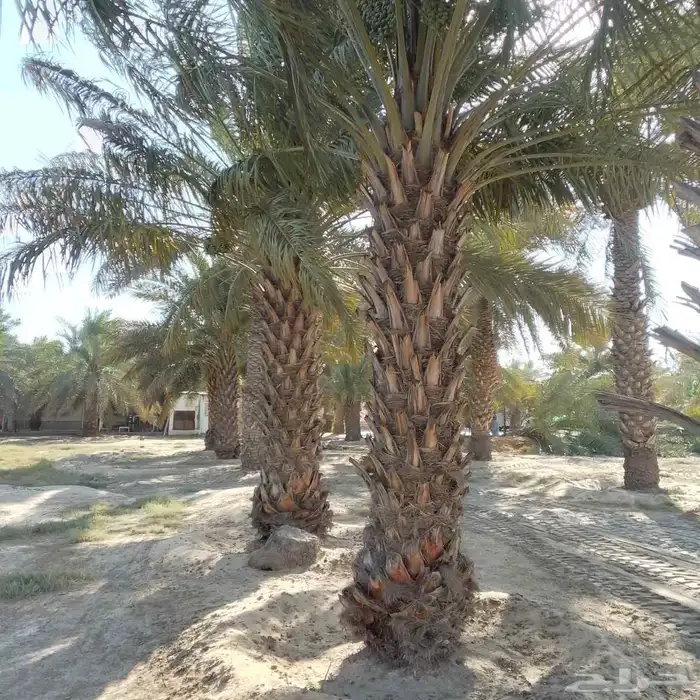 نخيل بجميع انواعه 2