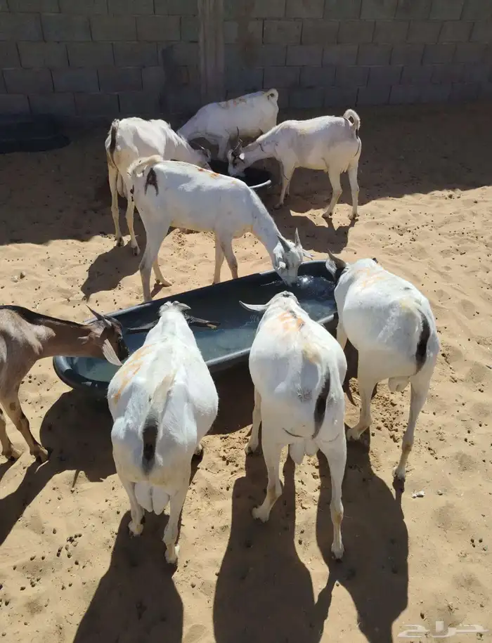 برابر وتيوس صوماليه سواكن   قعود 5