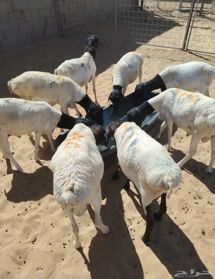 برابر وتيوس صوماليه سواكن   قعود 4