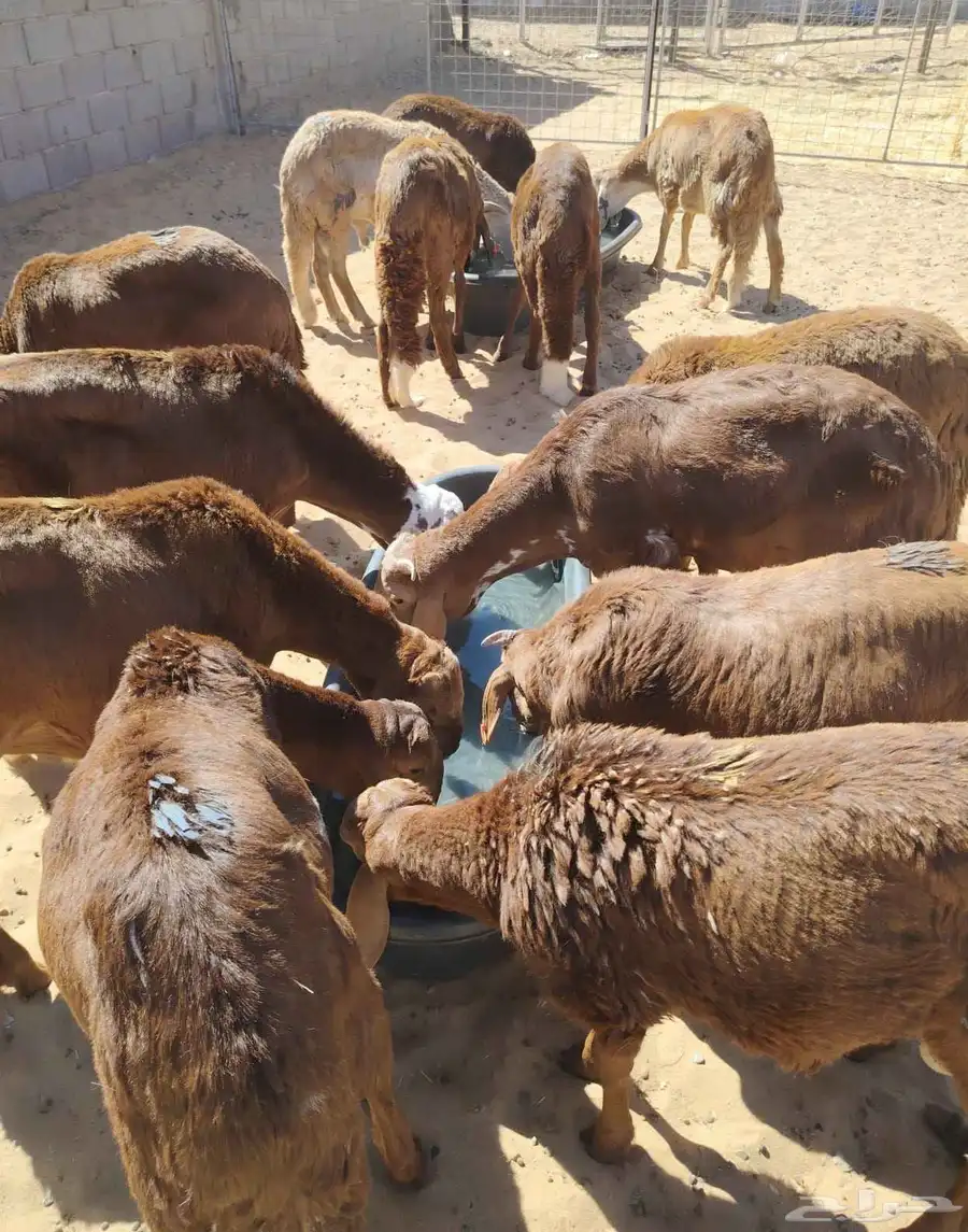 برابر وتيوس صوماليه سواكن   قعود 0