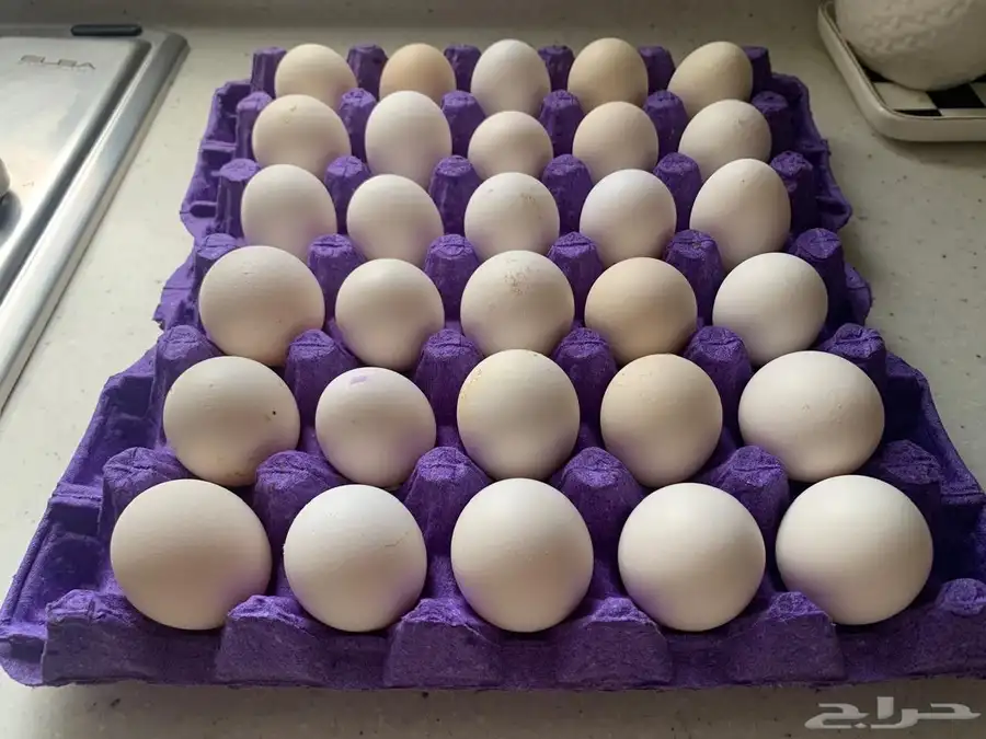 بيض دجاج بلدي فواتح للبيع 0