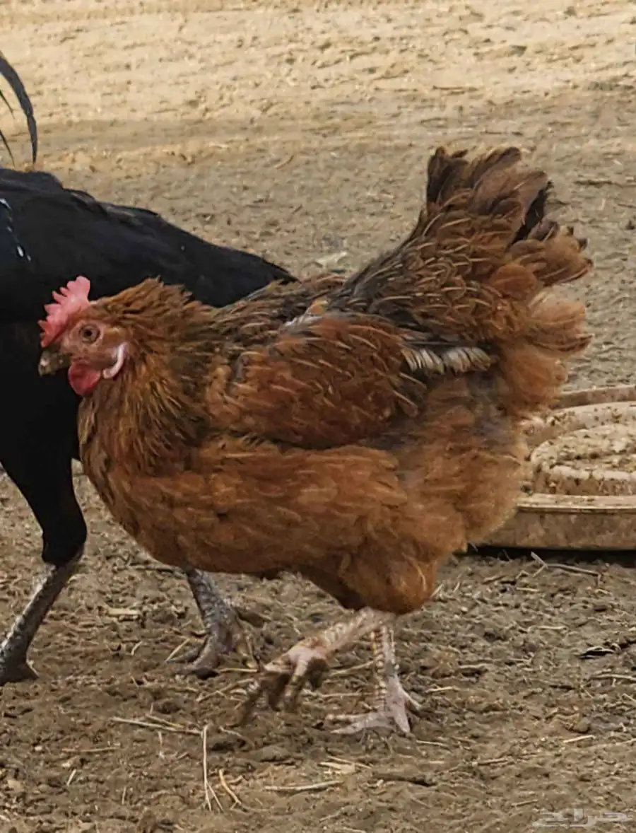 ديك ودجاجة 1